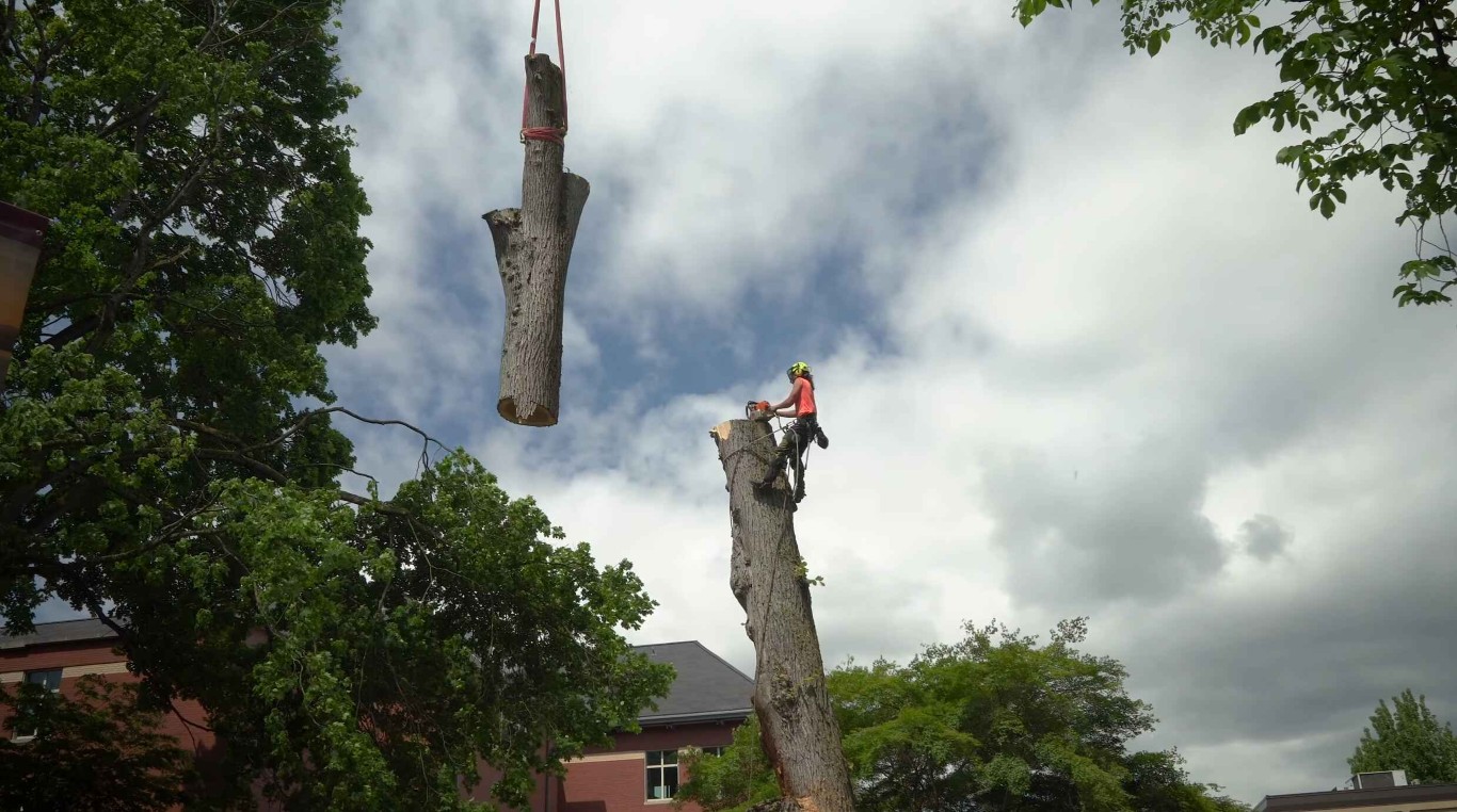 Crane-assisted tree removal ensuring maximum safety for properties in Poinciana, FL