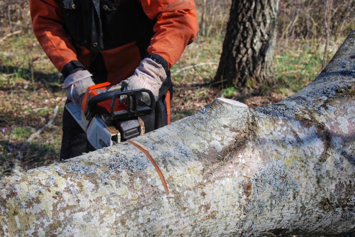 Tree health assessment and maintenance service in Poinciana, FL