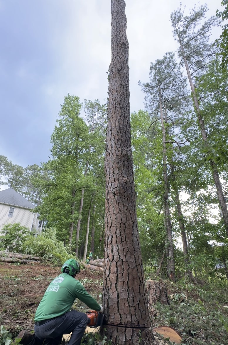 Professional tree service worker cutting large tree in Poinciana, FL