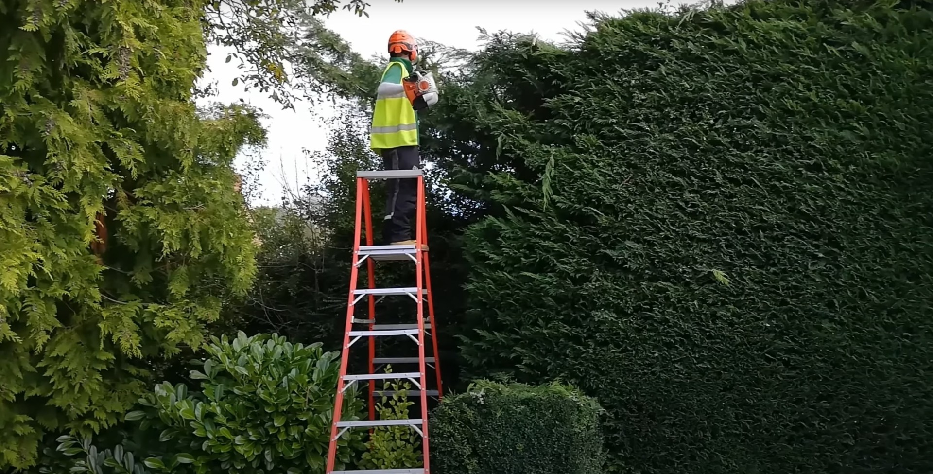 Professional hedge trimming and tall shrub maintenance services Tree service professional on ladder trimming tall hedge with pole saw