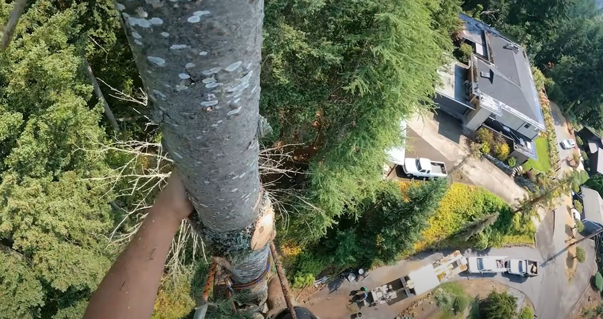 Comprehensive tree service project management and execution Aerial view of tree removal project showing scale and complexity