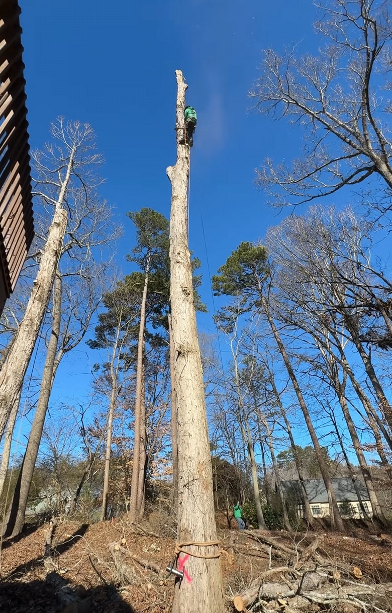 Expert tree removal services by certified arborists Professional tree service contractor working on tree removal in Poinciana FL