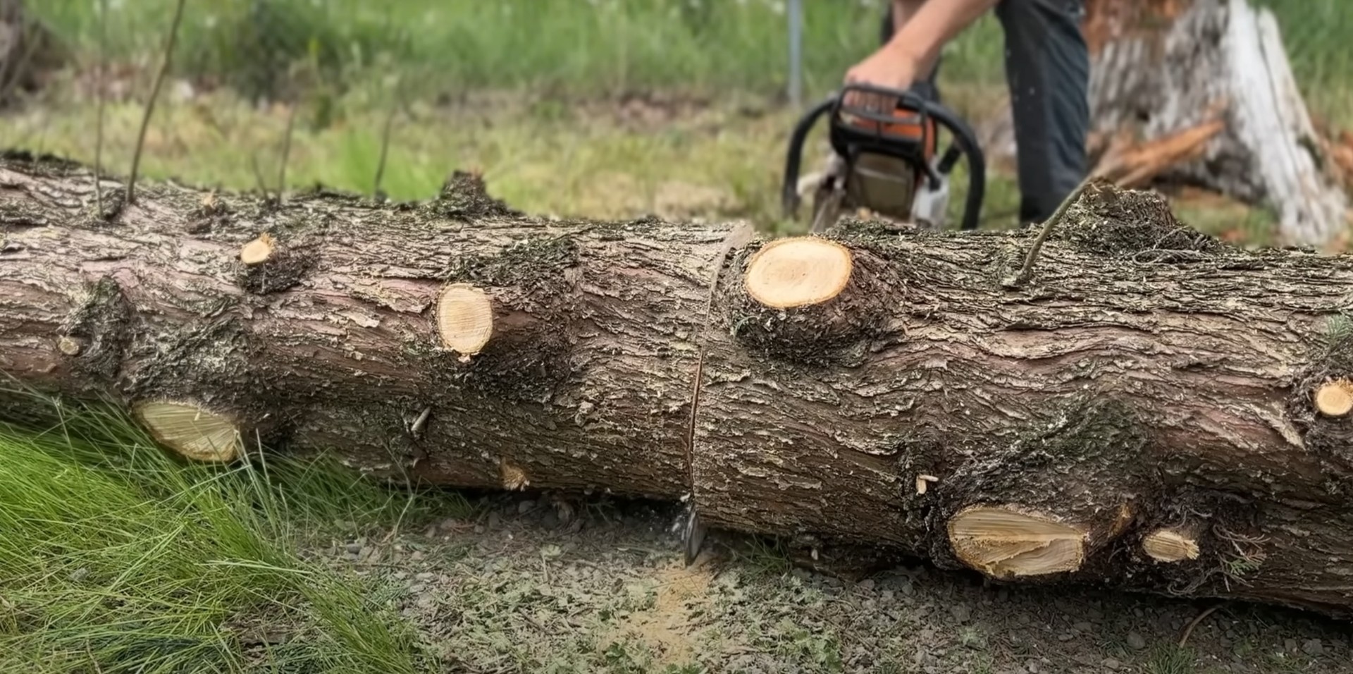 Expert tree processing and removal techniques Cut tree logs showing professional tree removal and processing