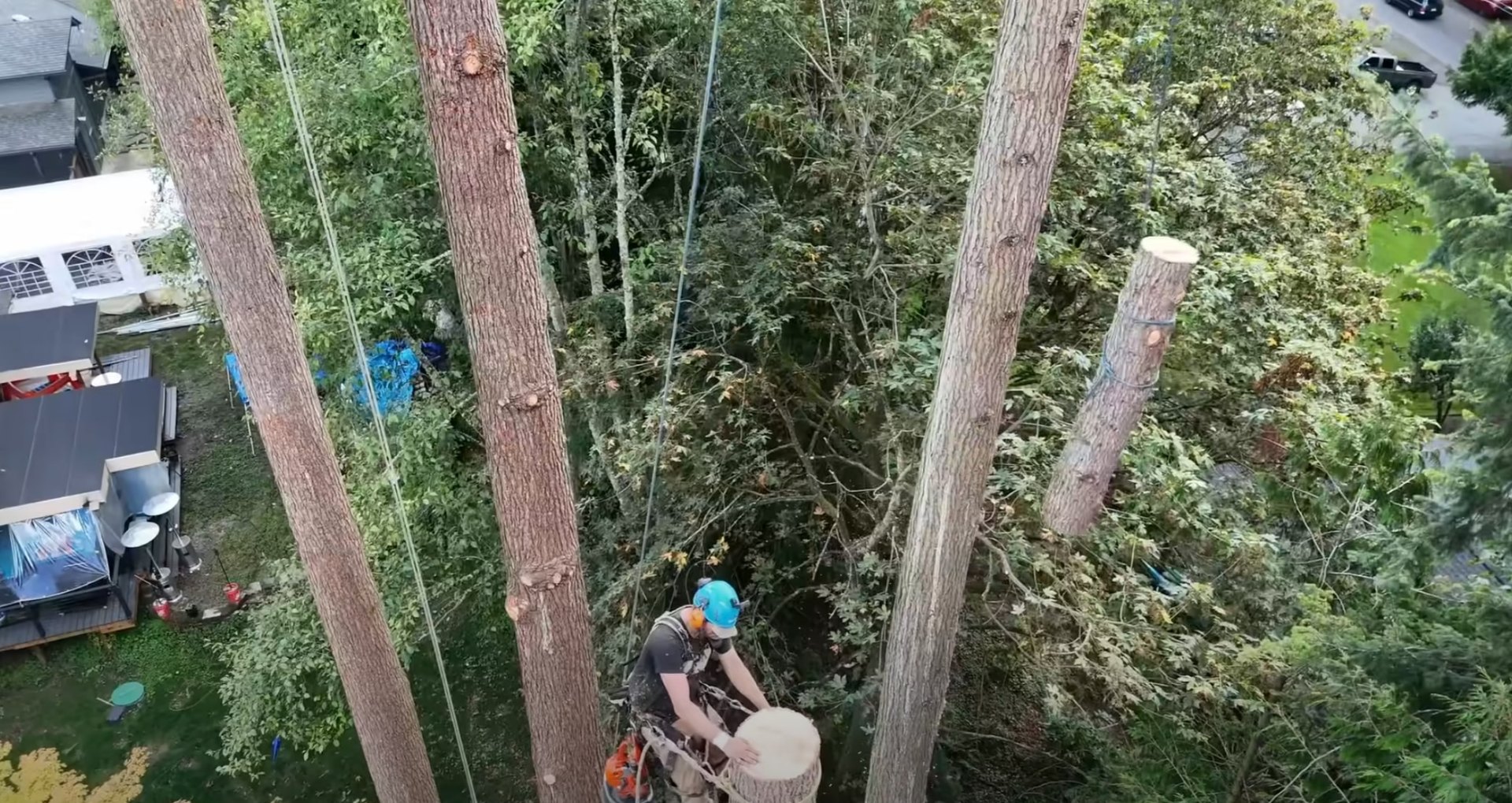 Comprehensive tree removal project managed by experienced professionals Aerial view of tree service professionals working on multiple tree removal